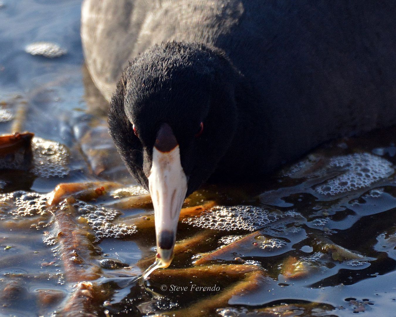 "Natural World" Through My Camera American Coot